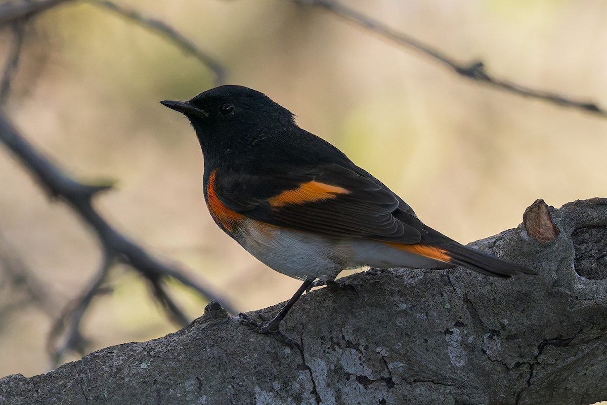 American Redstart - ML642929049