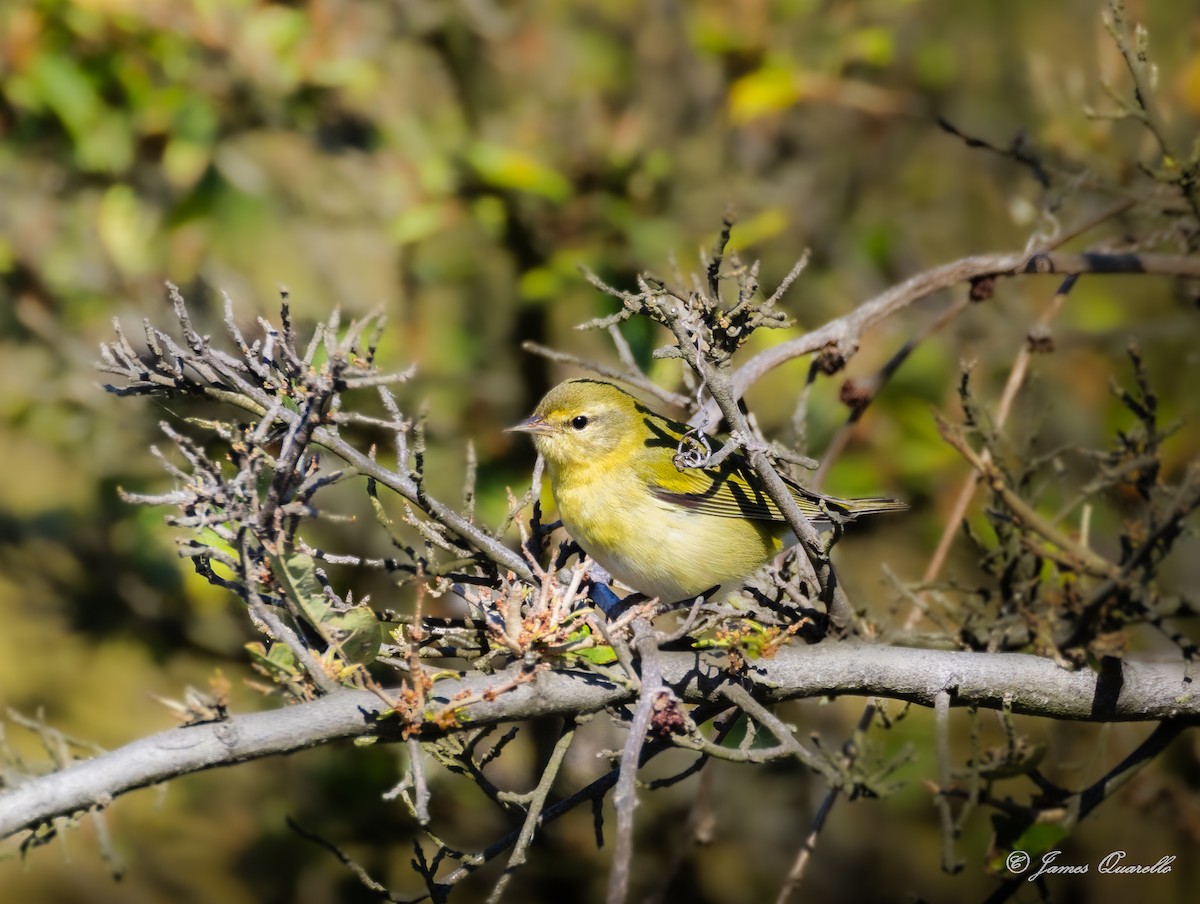 Tennessee Warbler - ML642929051