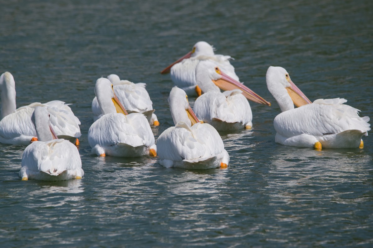 American White Pelican - ML642929060