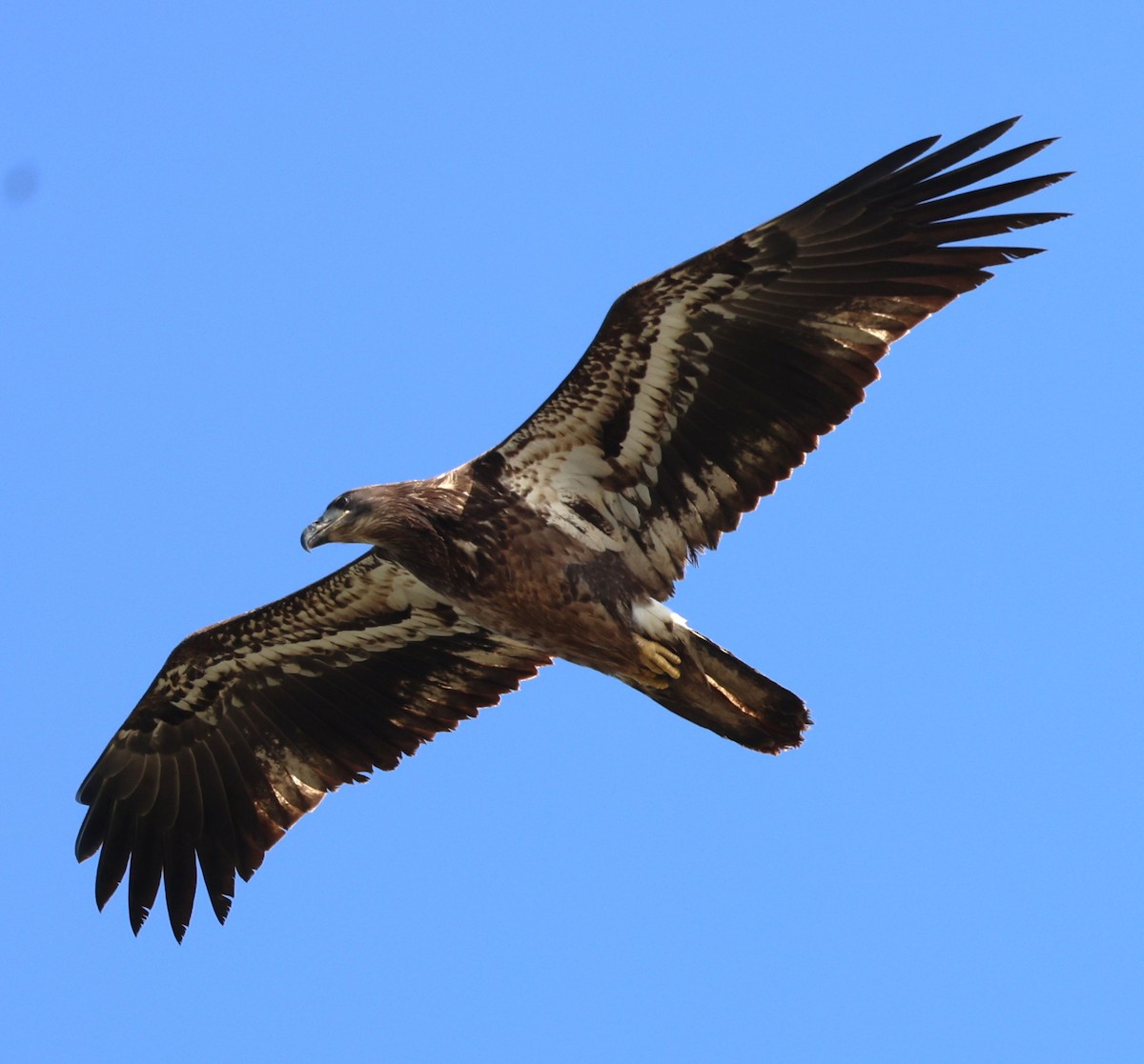 Bald Eagle - ML642929067