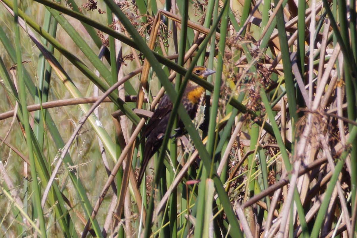 Yellow-headed Blackbird - ML642929080