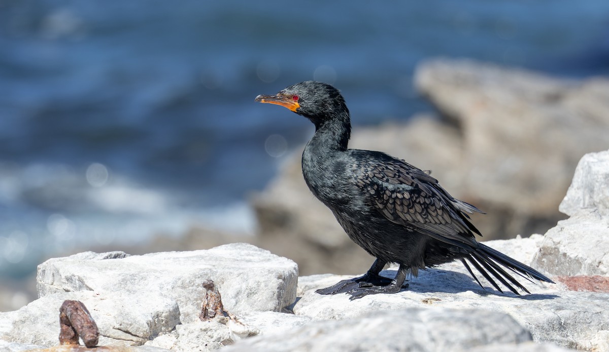 Crowned Cormorant - ML642929088