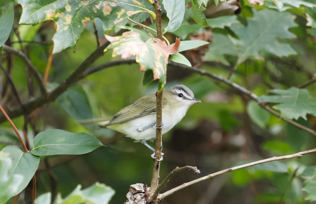 Red-eyed Vireo - ML642929093