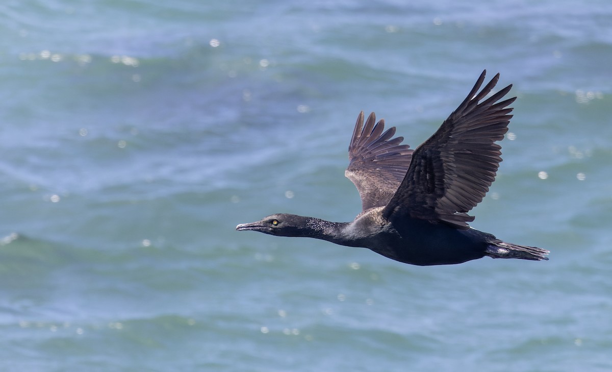 Bank Cormorant - ML642929094