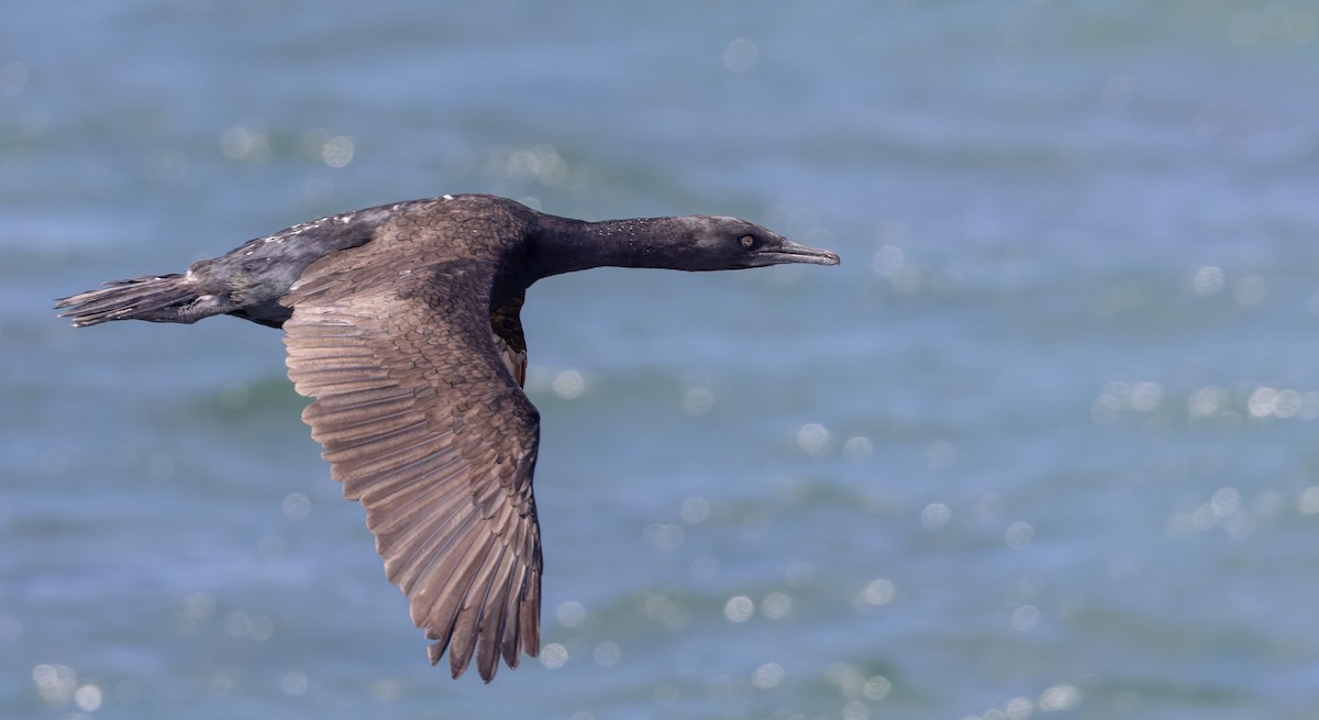 Bank Cormorant - ML642929096