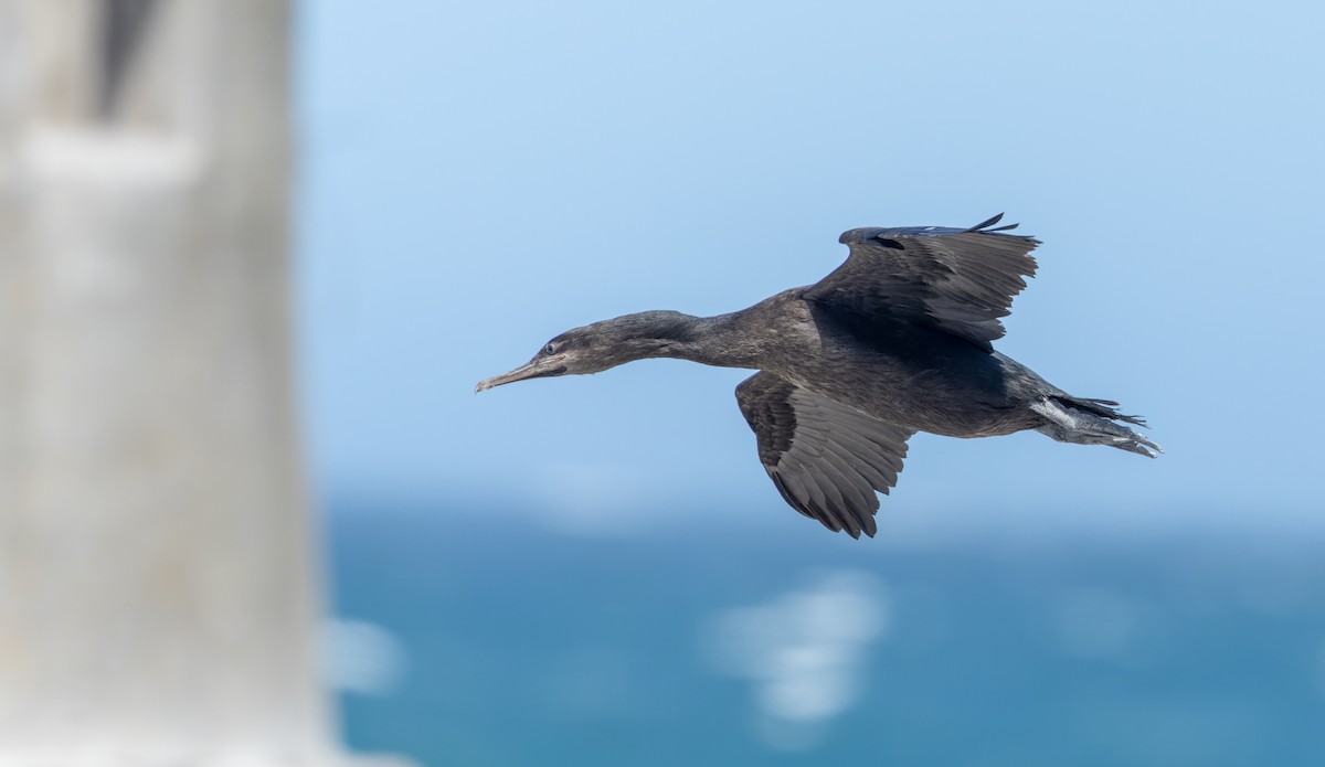 Cape Cormorant - ML642929100