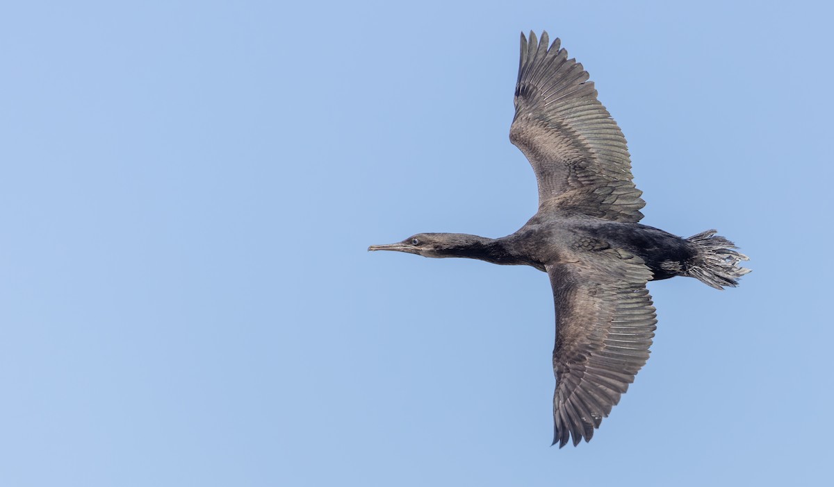 Cape Cormorant - ML642929101