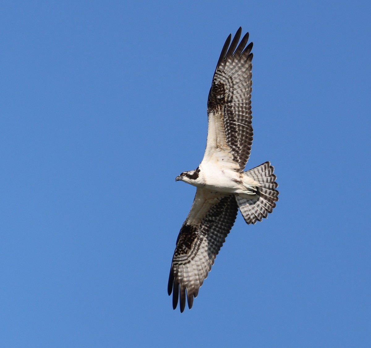 Osprey - ML642929115