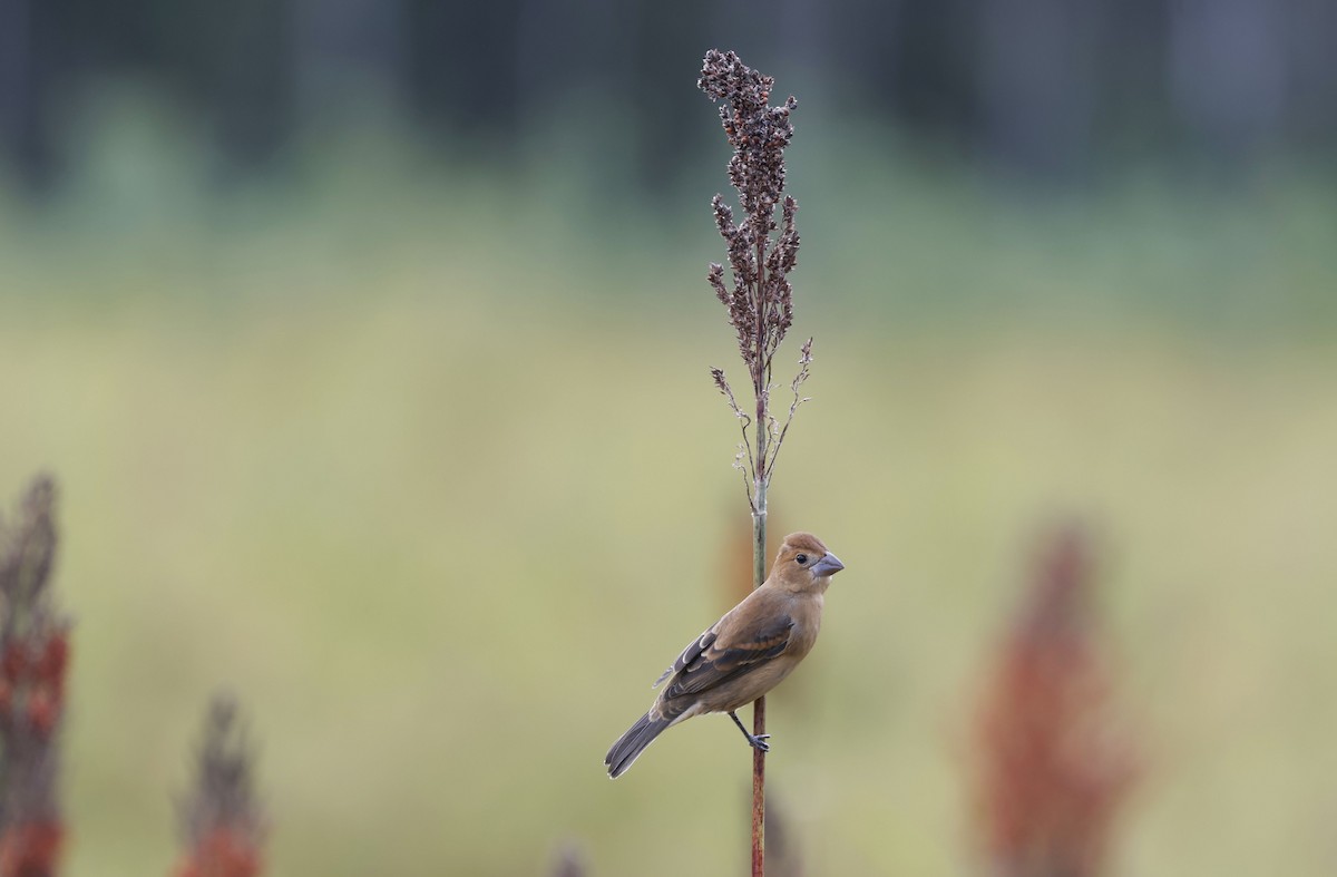Blue Grosbeak - ML642929123