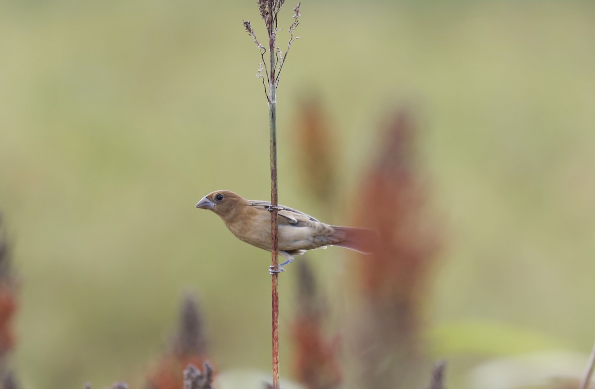 Blue Grosbeak - ML642929124
