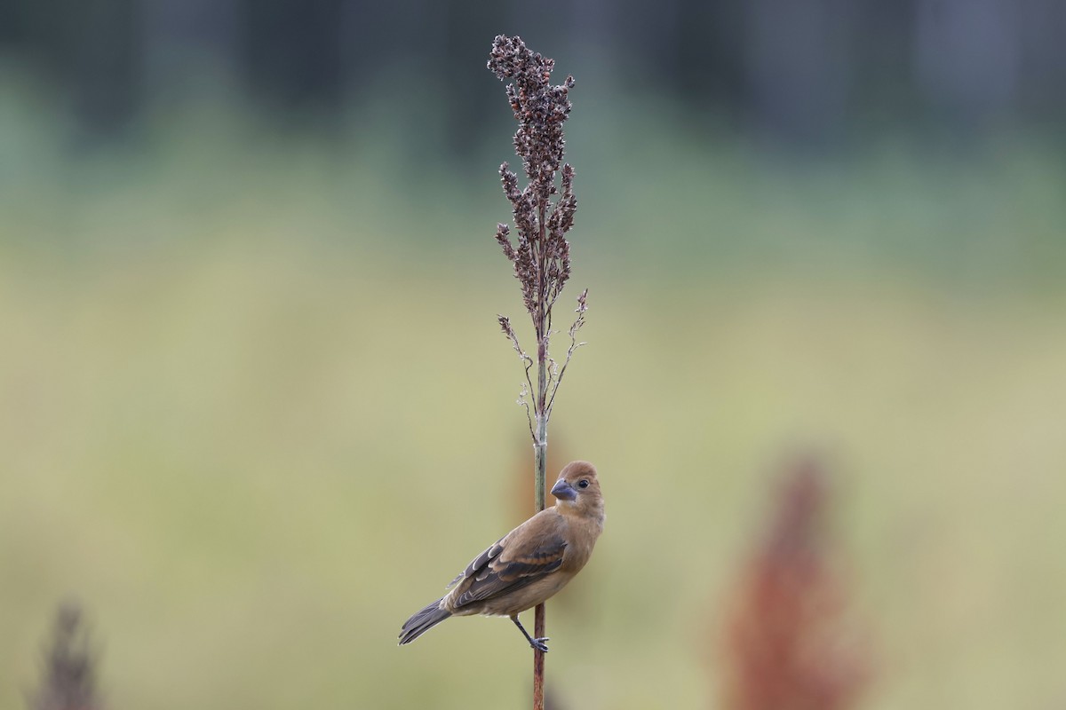 Blue Grosbeak - ML642929125
