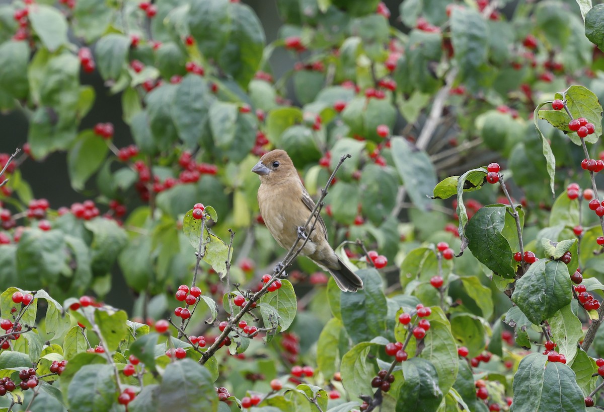 Blue Grosbeak - ML642929126