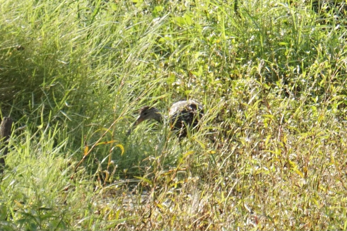 Limpkin - ML642929149