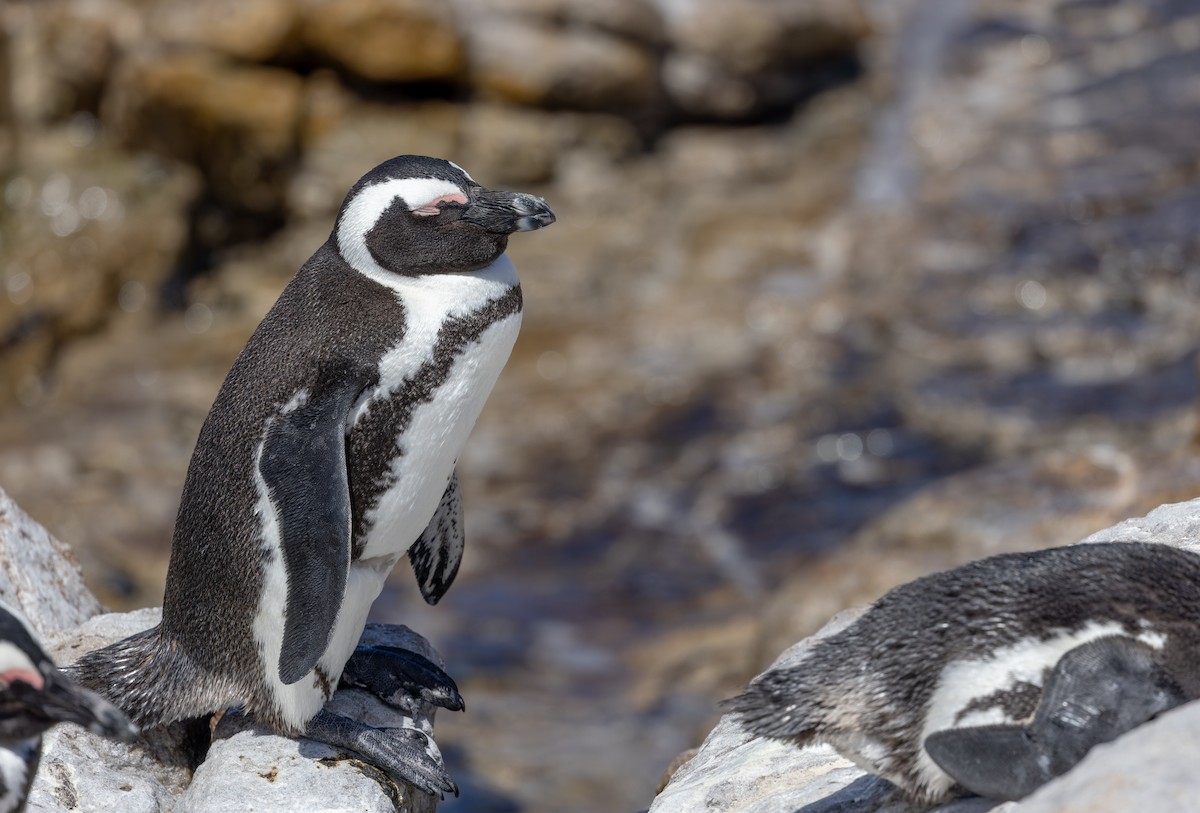 African Penguin - ML642929167