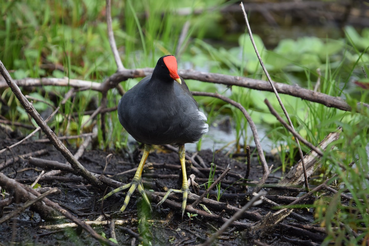 Common Gallinule - ML642929168