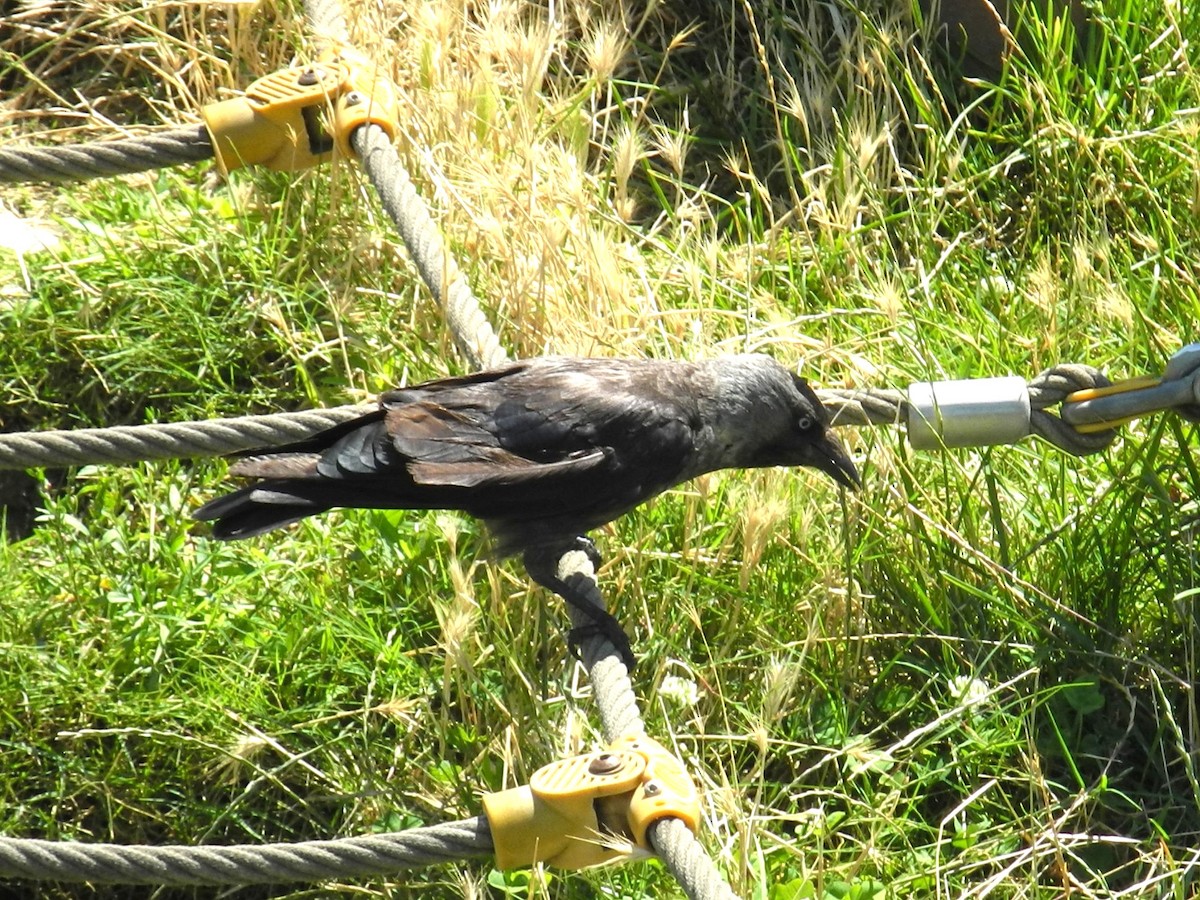 kavka obecná - ML642929169