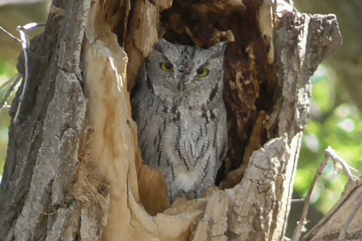 Western Screech-Owl - ML642929172