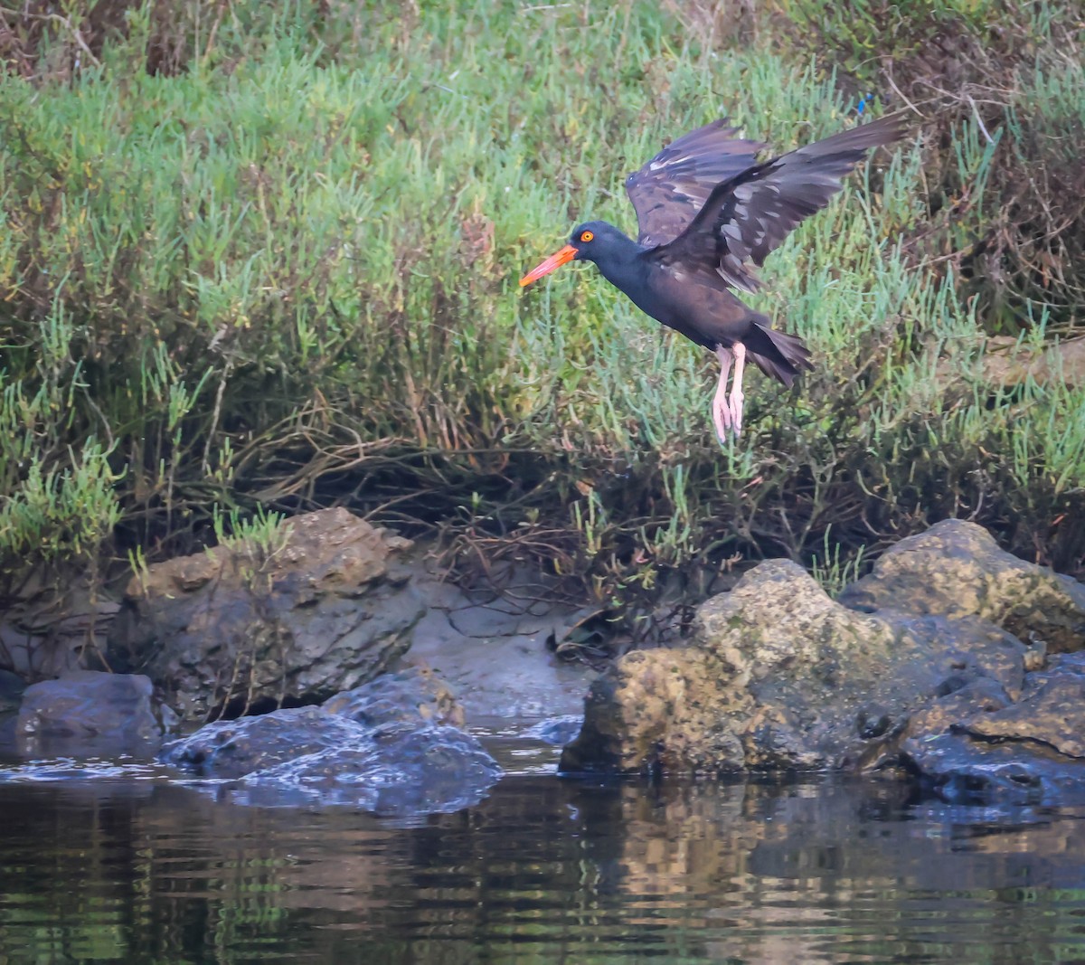Black Oystercatcher - ML642929173
