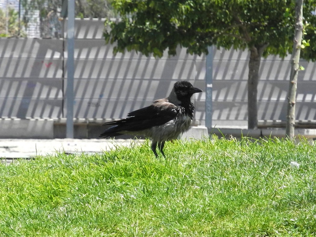 vrána šedá - ML642929175