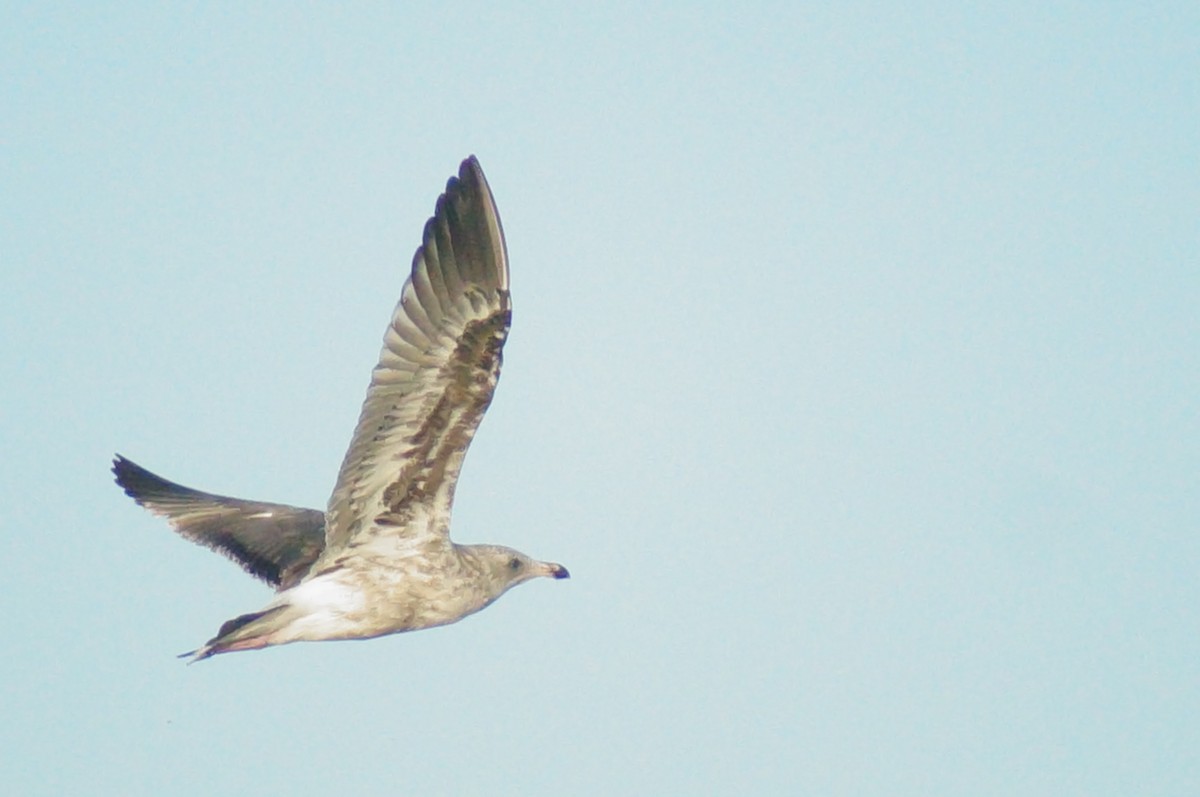 Western Gull - ML642929178