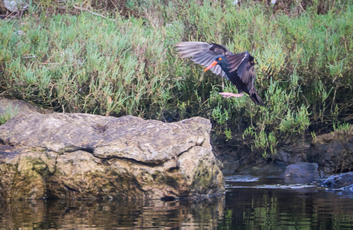 Black Oystercatcher - ML642929179