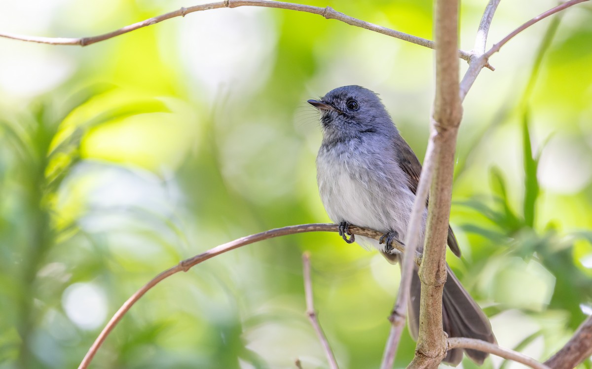 African Crested Flycatcher - ML642929185
