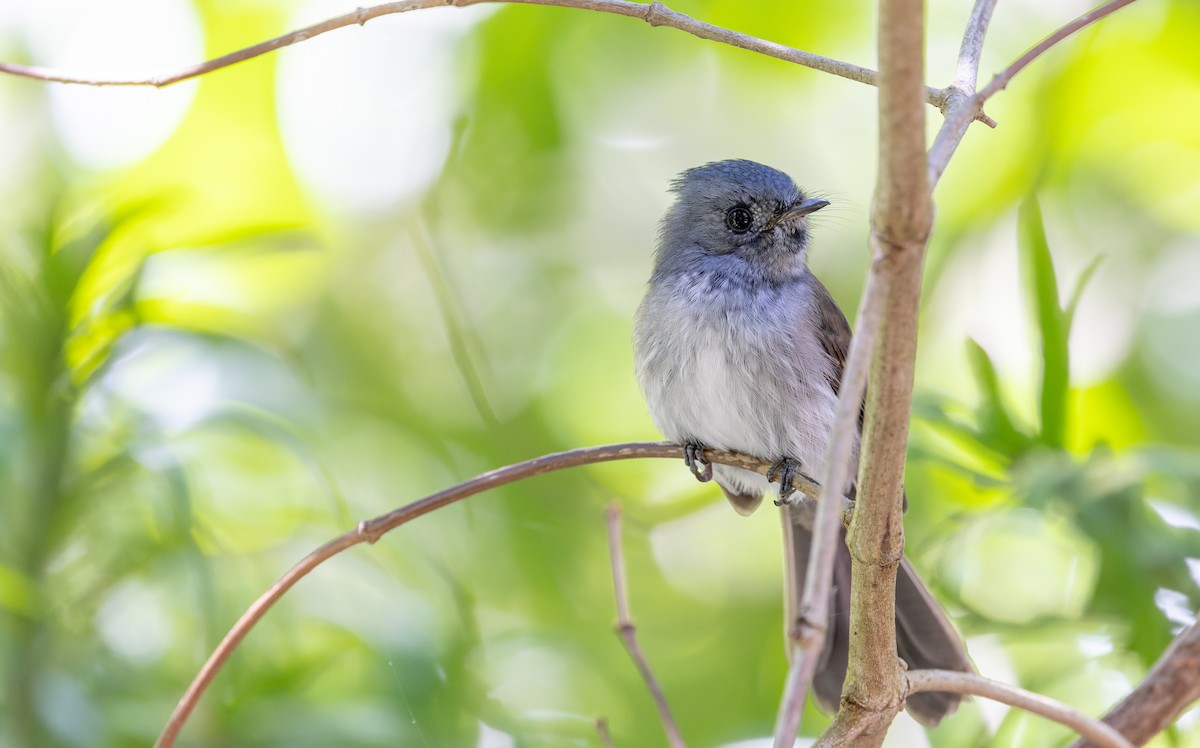 African Crested Flycatcher - ML642929186