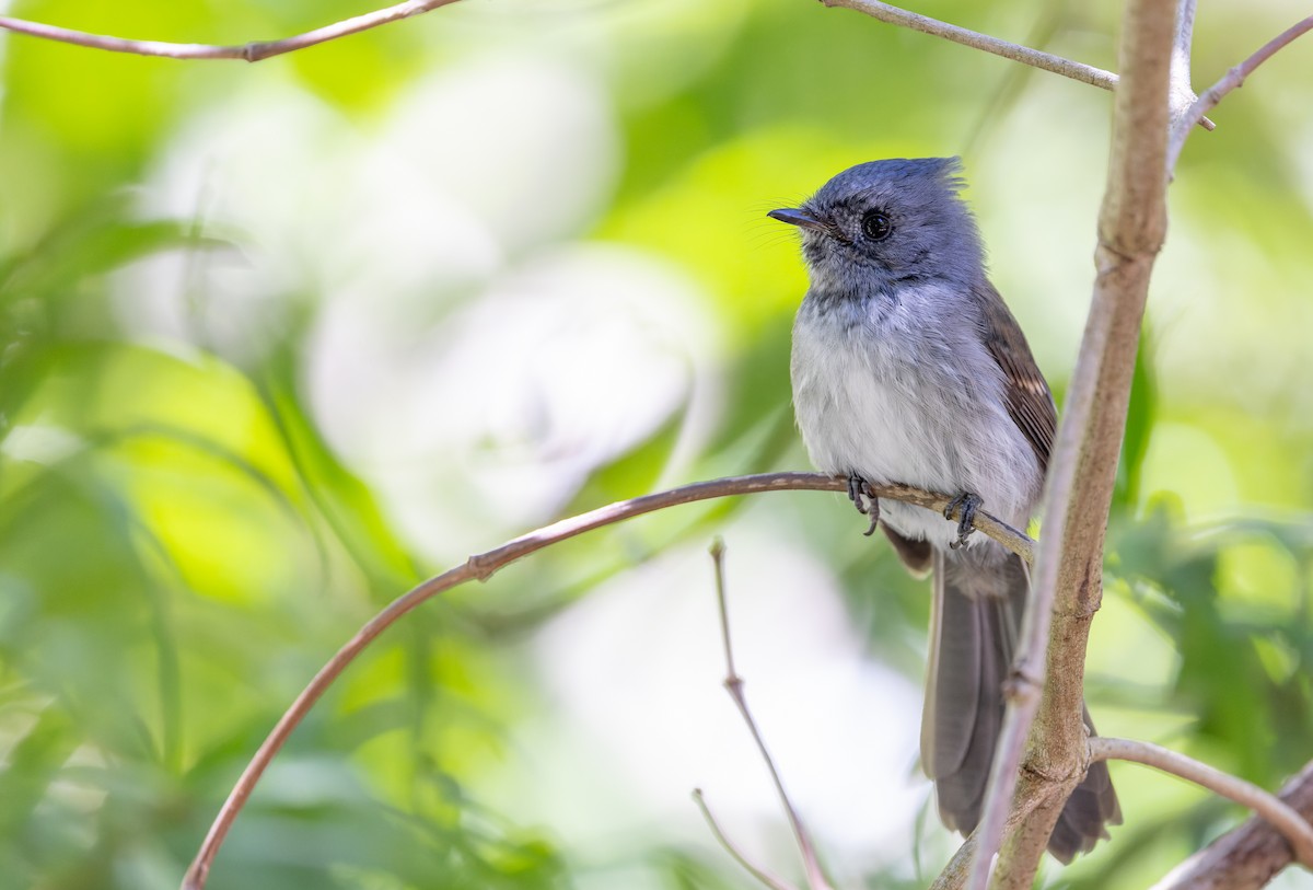 African Crested Flycatcher - ML642929187