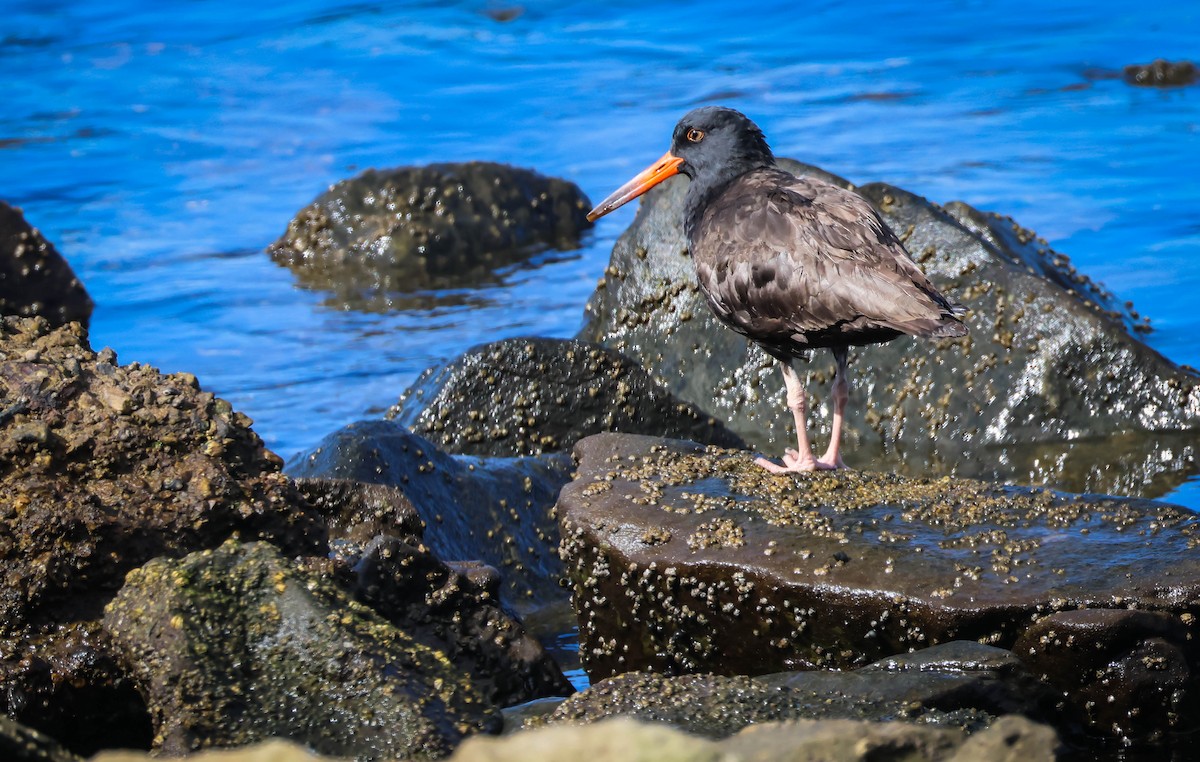 Black Oystercatcher - ML642929188