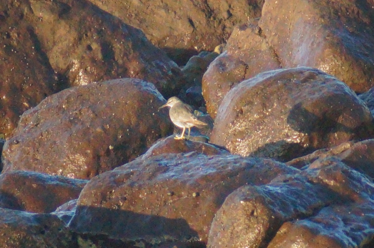 Цэлдэн хөгчүү - ML642929191