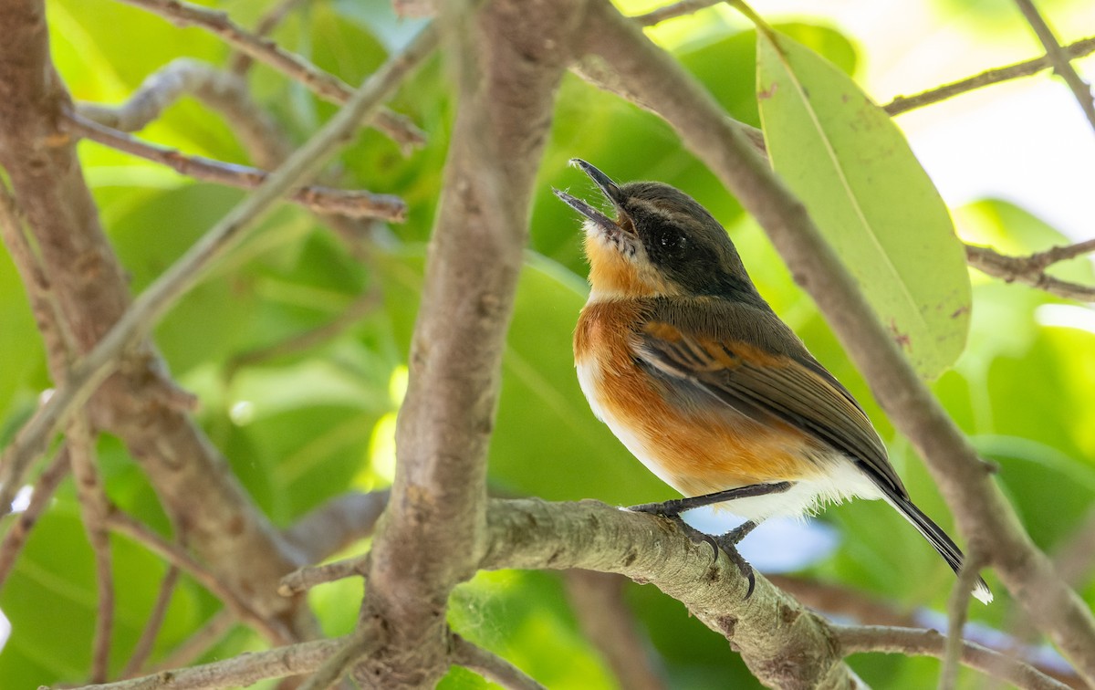 Cape Batis (Cape) - ML642929192