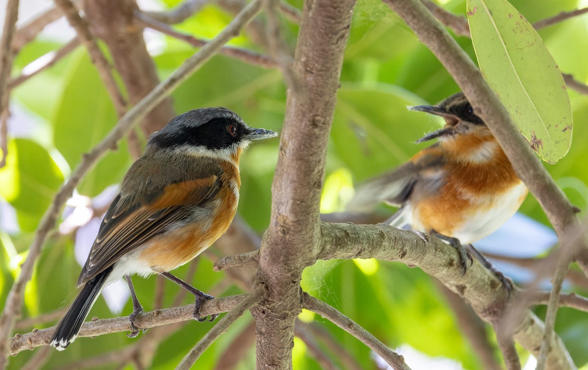 Cape Batis (Cape) - ML642929193