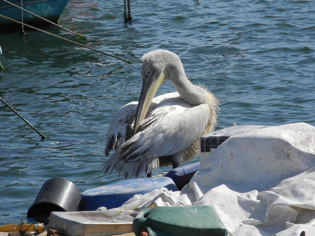 Pellicano riccio - ML642929199
