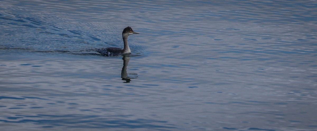 Western Grebe - ML642929203
