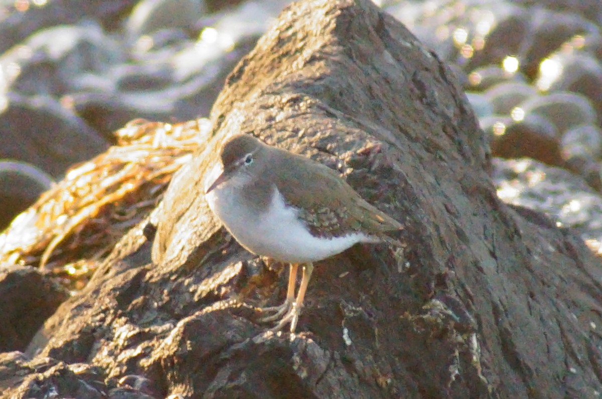 Spotted Sandpiper - ML642929222
