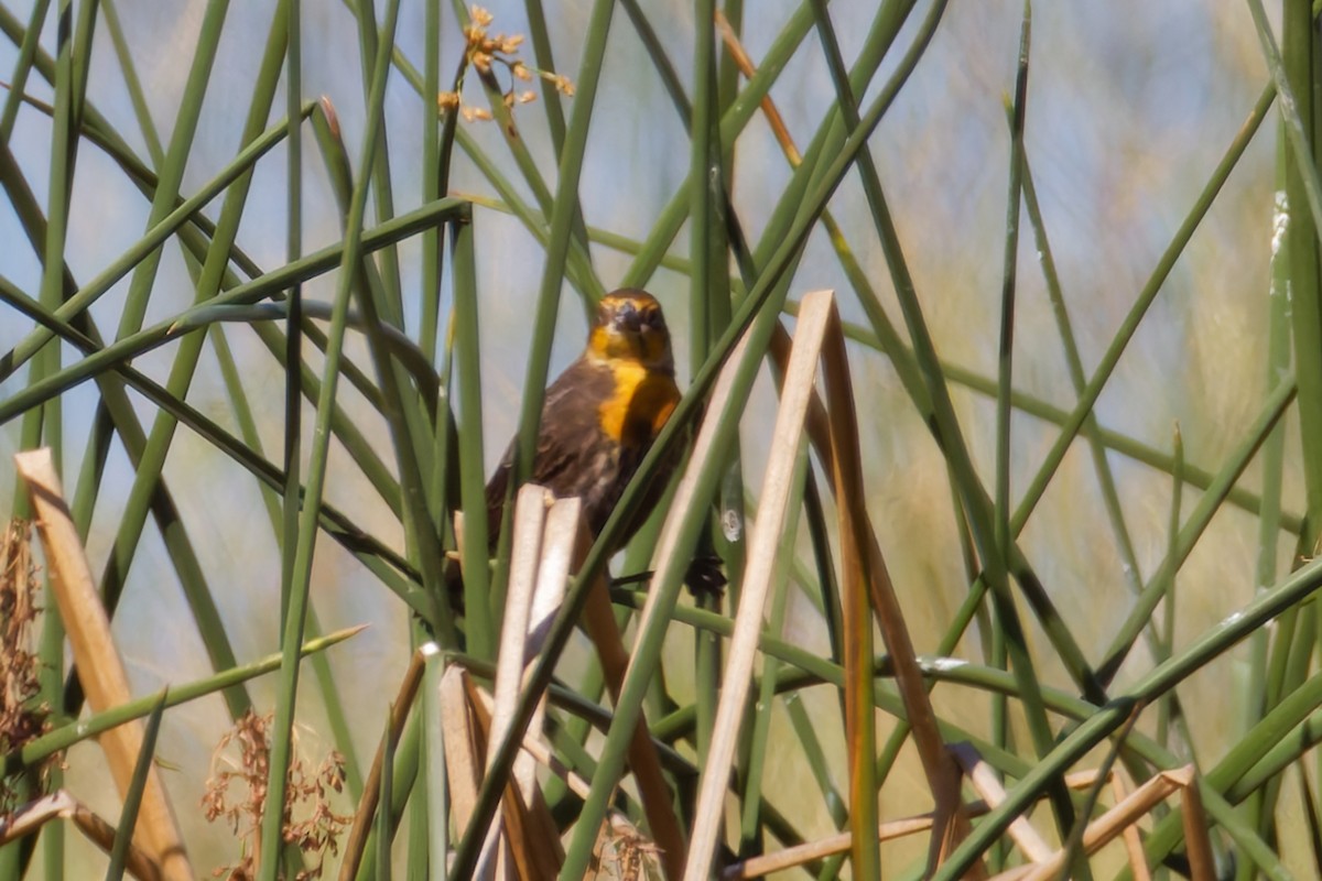 Yellow-headed Blackbird - ML642929233