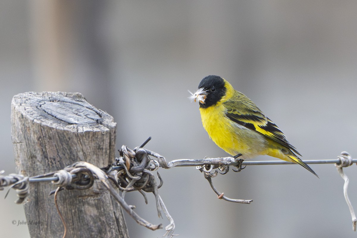 Hooded Siskin - ML642929252