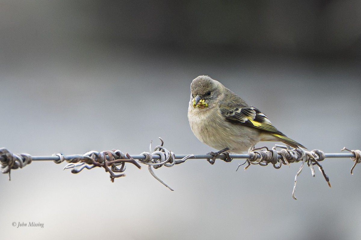 Hooded Siskin - ML642929256