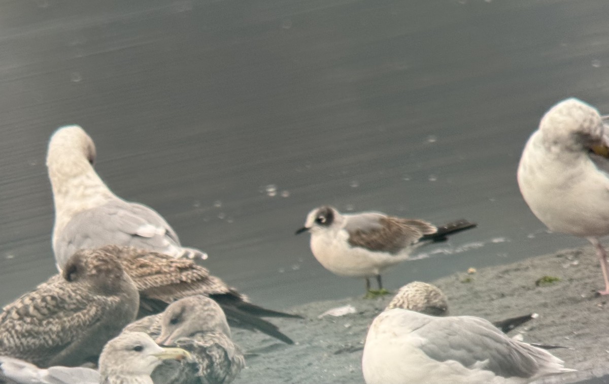 Franklin's Gull - ML642929257