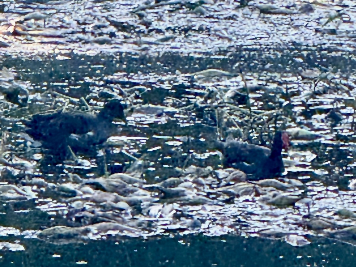 Common Gallinule (American) - ML642929258