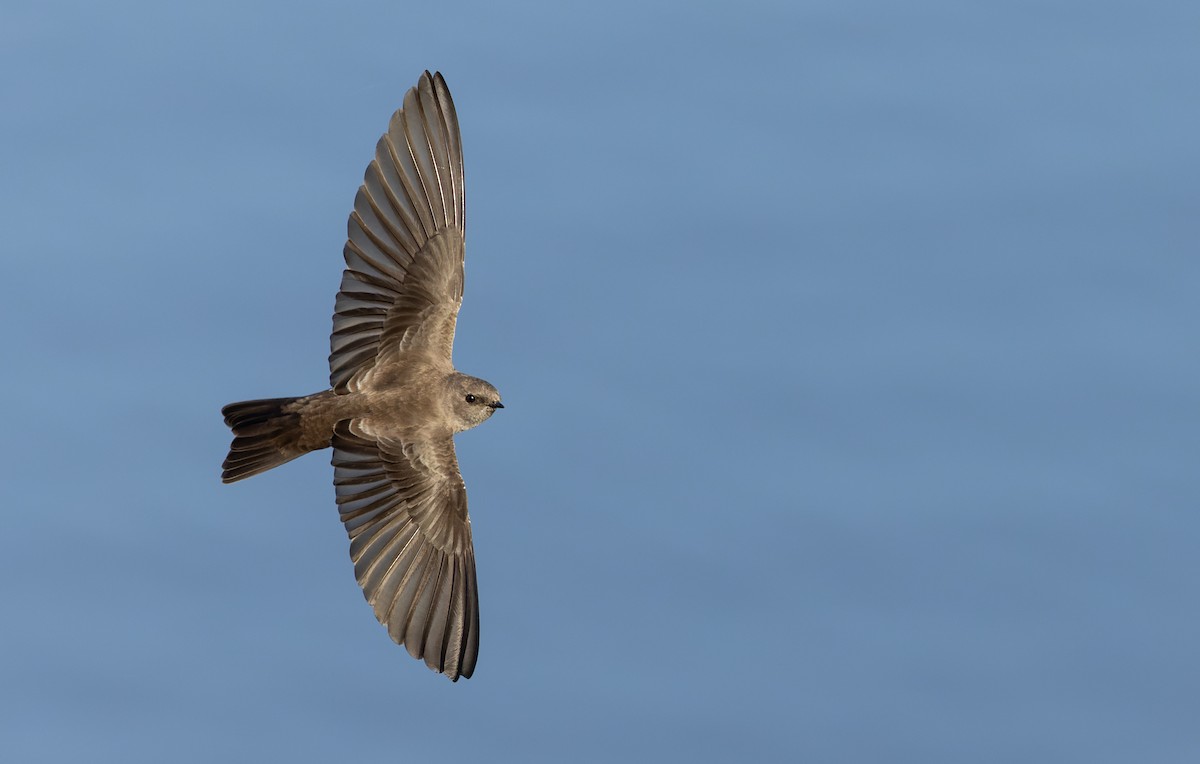 Plain Martin - ML642929280