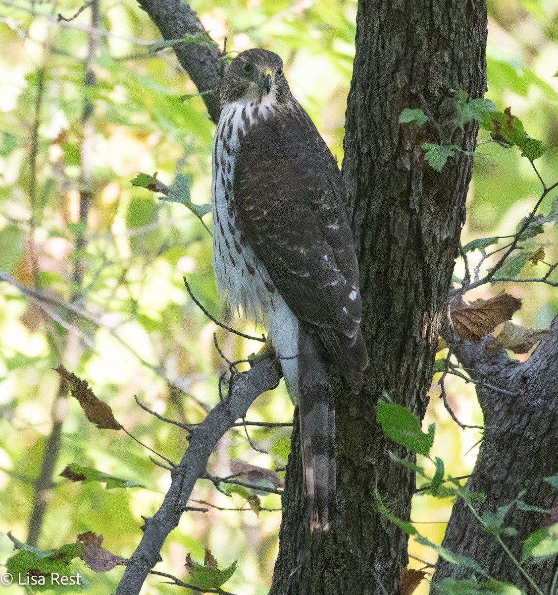 Cooper's Hawk - ML642929284