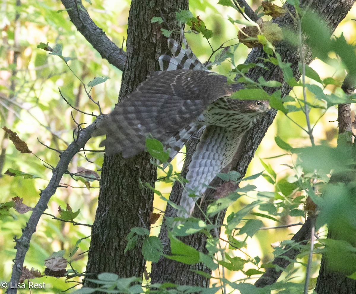 Cooper's Hawk - ML642929285