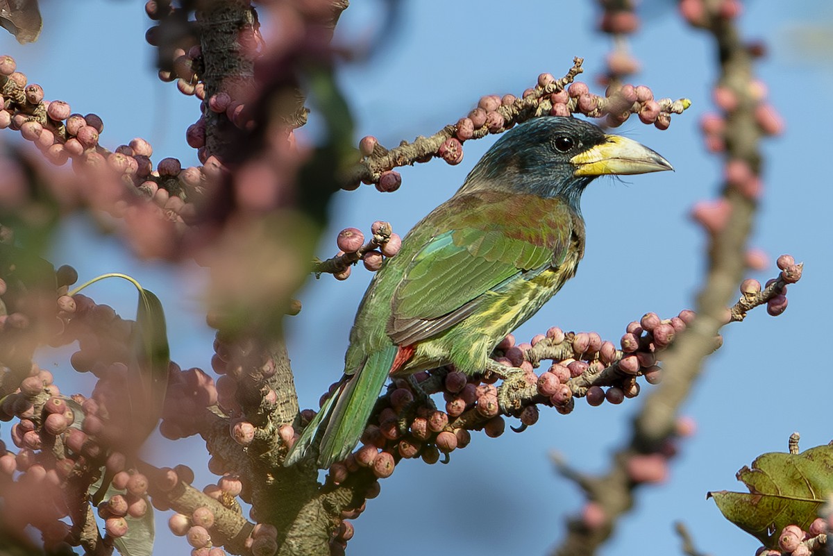 Great Barbet - ML642929288