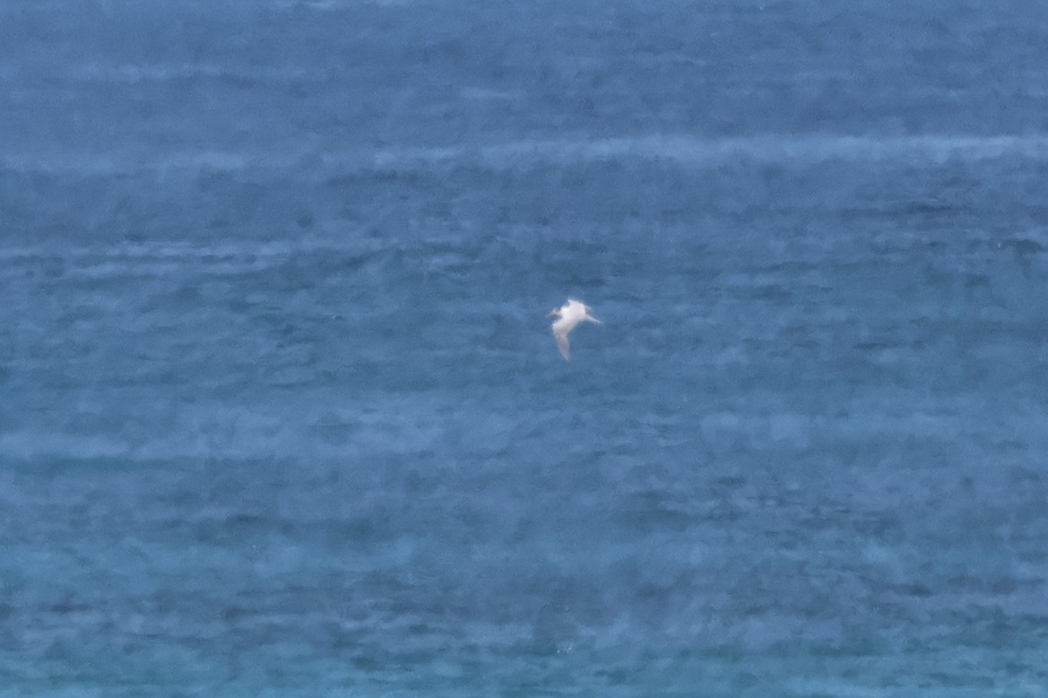 Lesser Crested Tern - ML642929301