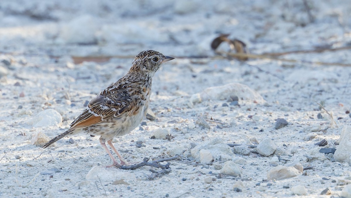 Cape Clapper Lark - ML642929304
