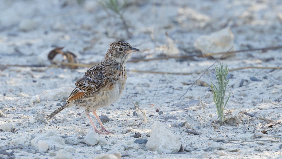 Cape Clapper Lark - ML642929305