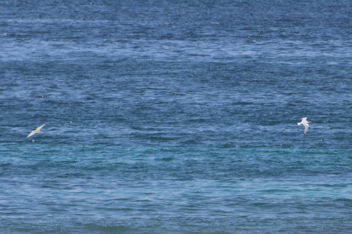 Lesser Crested Tern - ML642929321