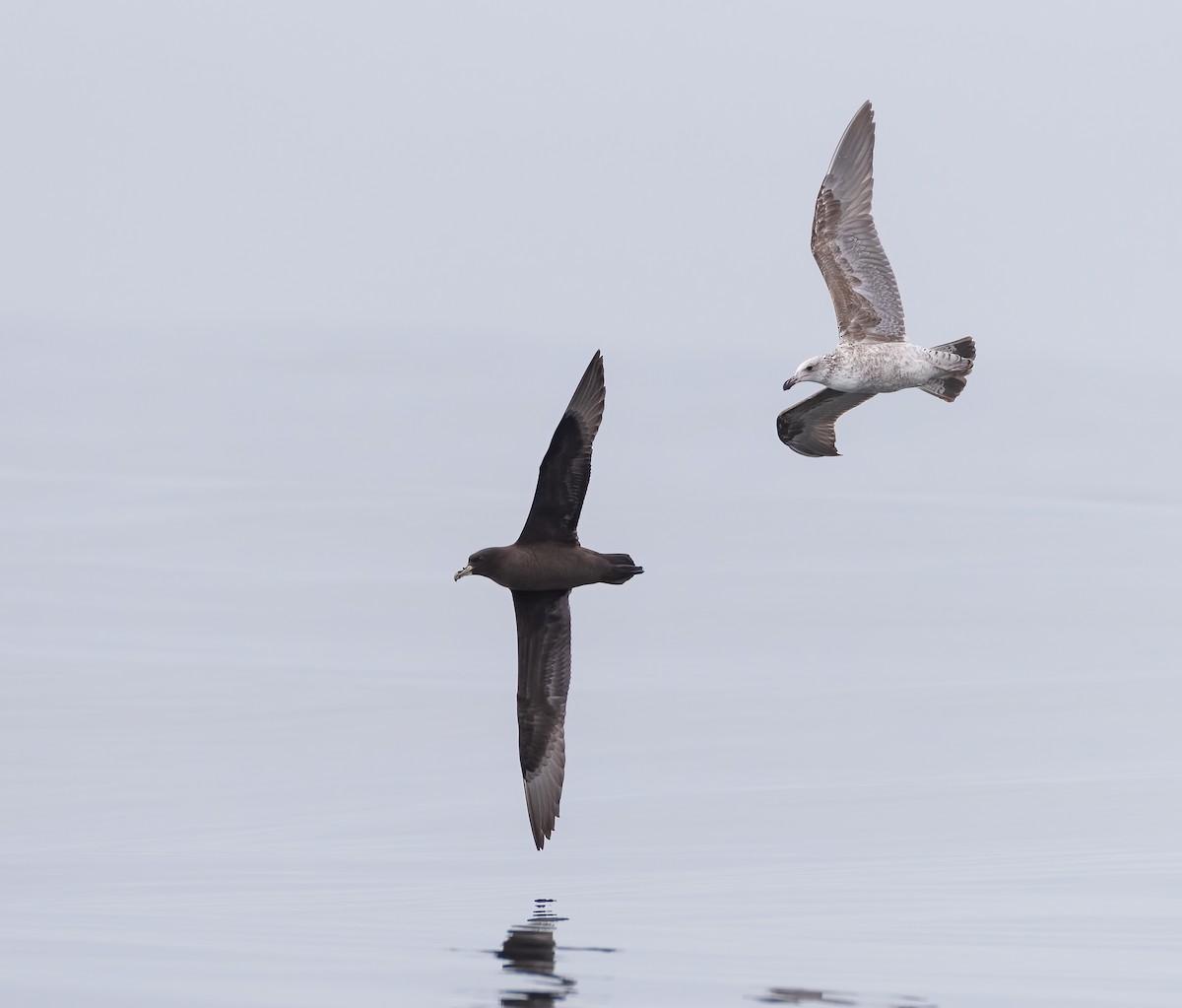 White-chinned Petrel - ML642929323