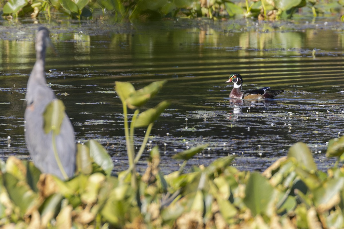Wood Duck - ML642929332
